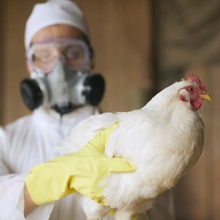 Saúde confirma caso de gripe aviária em Niteroi