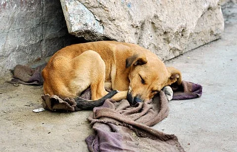 Saúde dos animais: uma questão pública