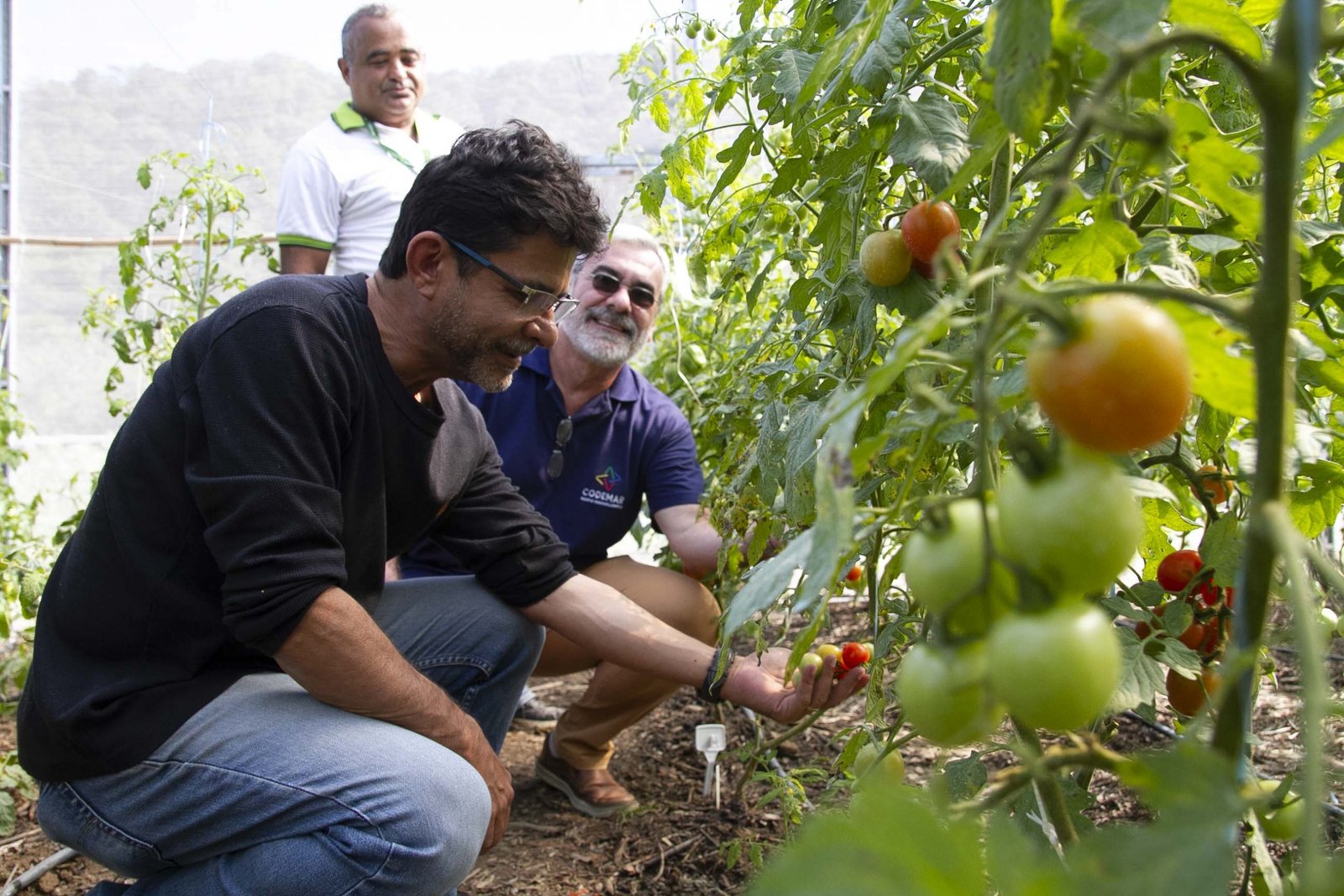 Fazenda Pública Joaquín Piñero tem colheita de tomates gourmet coloridos