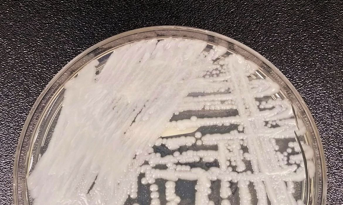Fiocruz e Pasteur vão pesquisar sobre danos dos fungos no ser humano