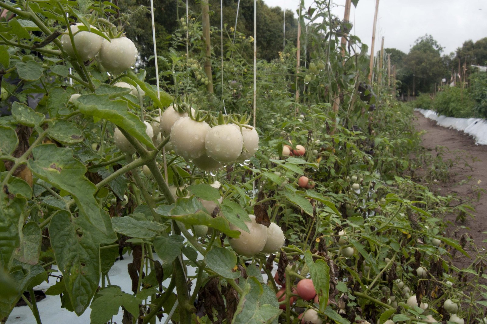 Maricá: Inova Agroecologia realiza Dia de Campo de tomates gourmet colorido