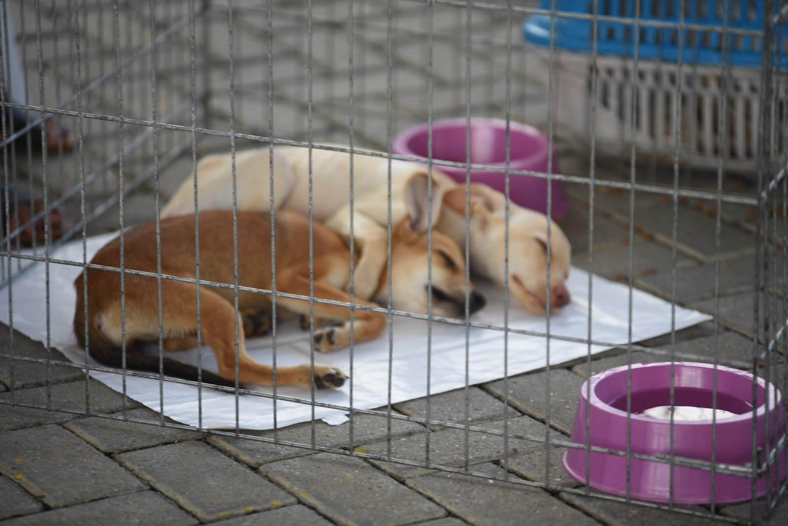 Maricá promove feira de adoção de cães e gatos