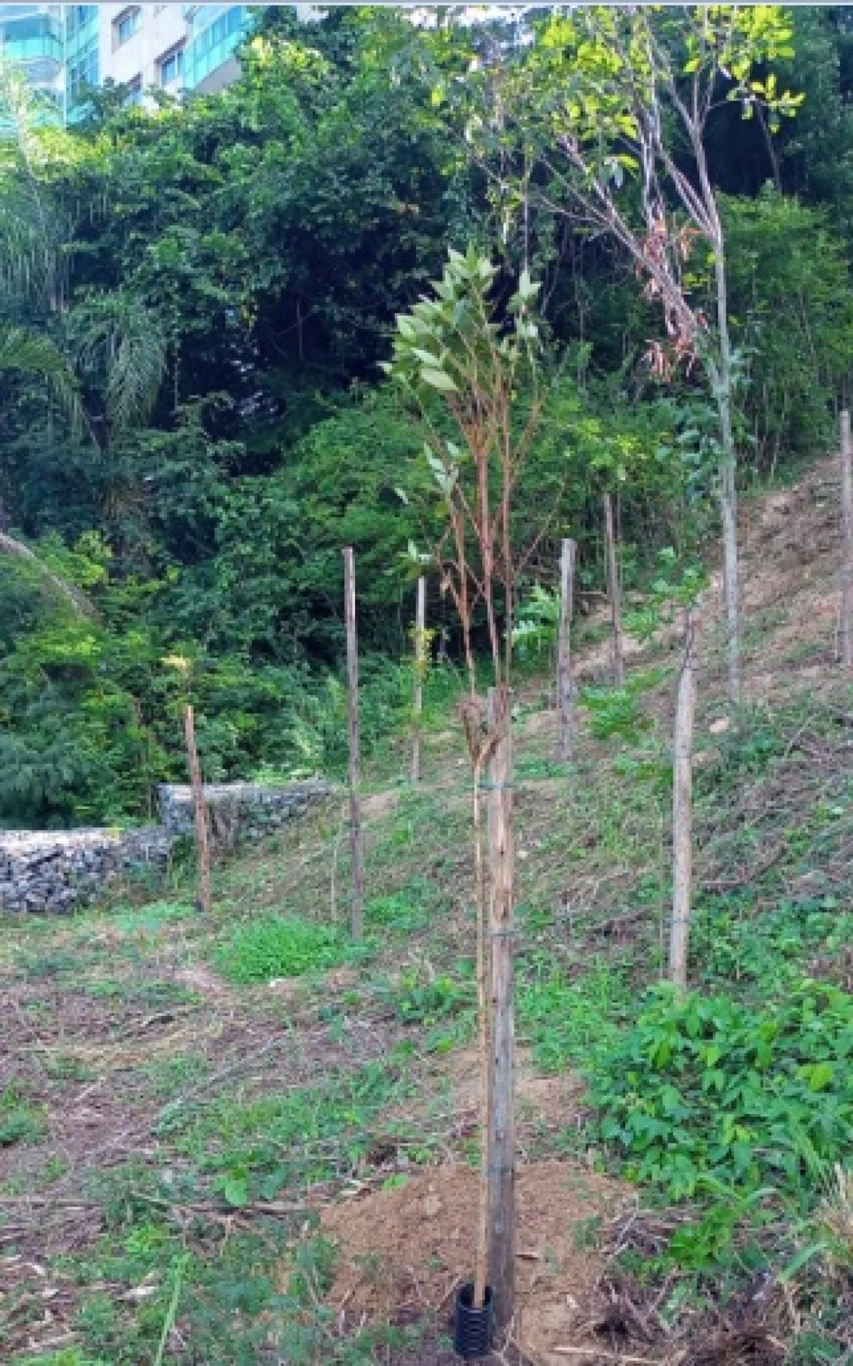 Niterói: planta árvores em encostas no Ingá