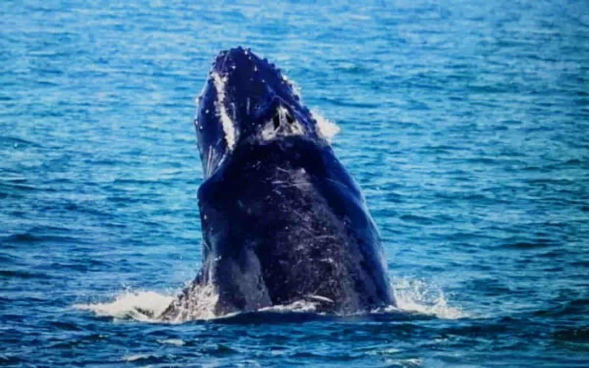 Arraial do Cabo recebe segunda trilha de avistamento de baleias