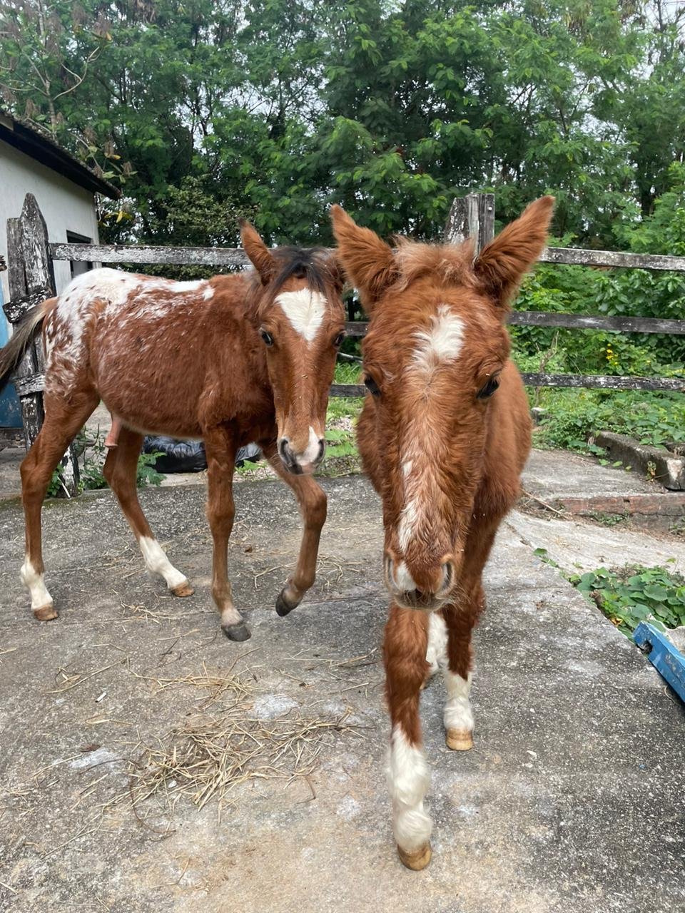 Quatro cavalos vítimas de maus-tratos ganham nova chance em campanha de adoção