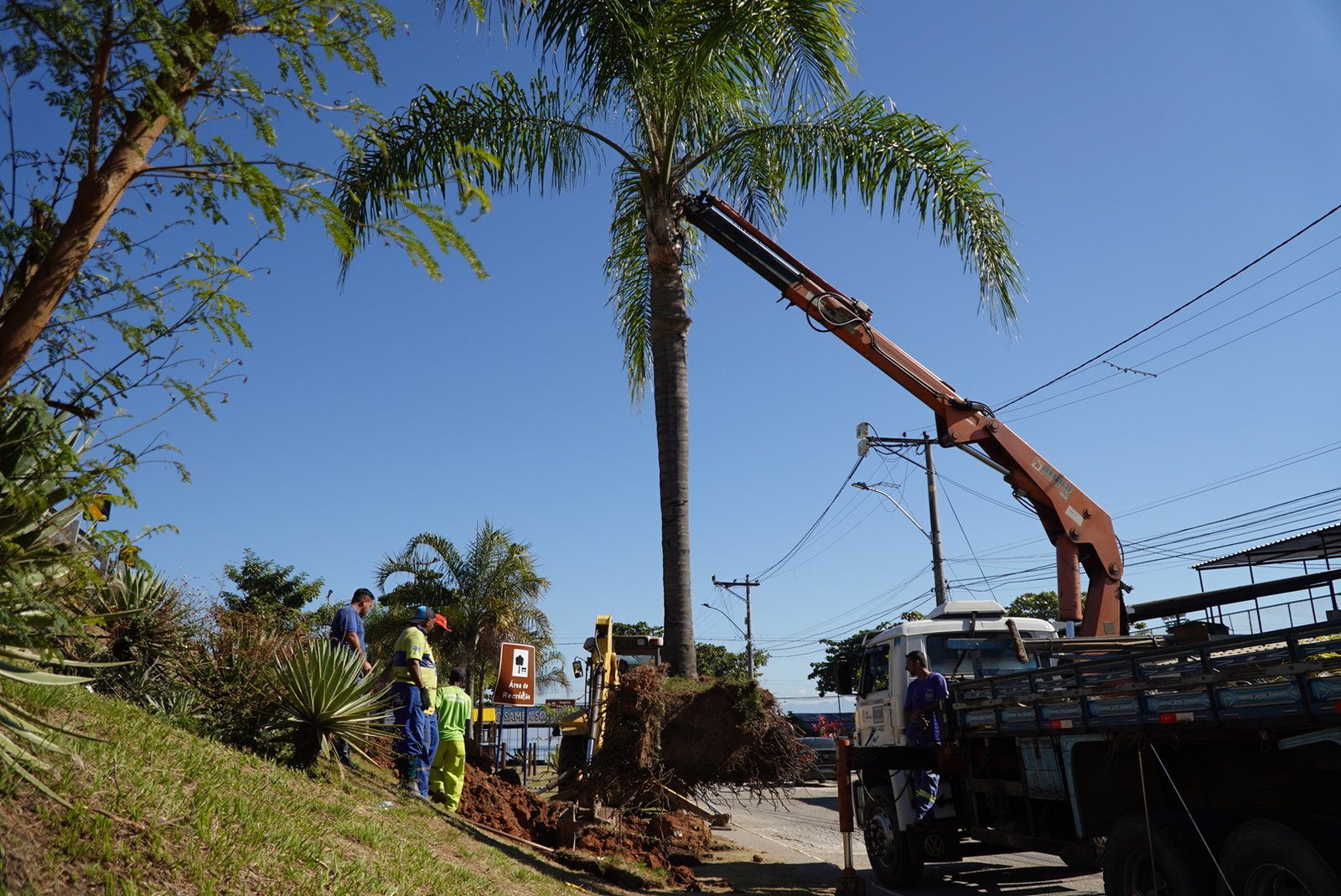 Árvores removidas para obras do MUVI encontram novo lar em São Gonçalo
