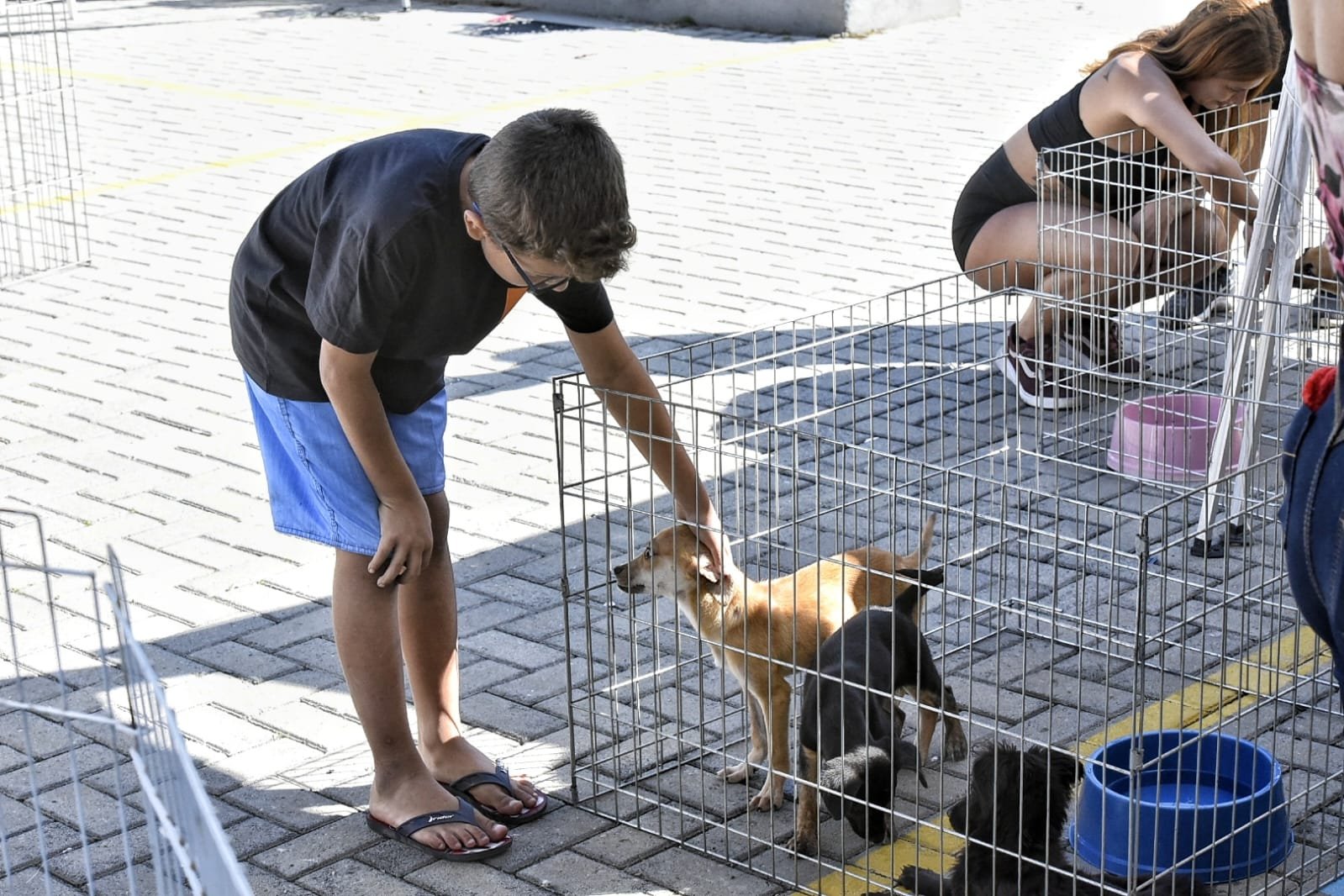 Campanha de adoção consegue novo lar para 28 cães e gatos