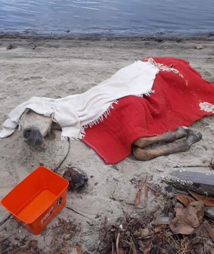 Descaso: Potro é resgatado atolado na Lagoa de Saquarema