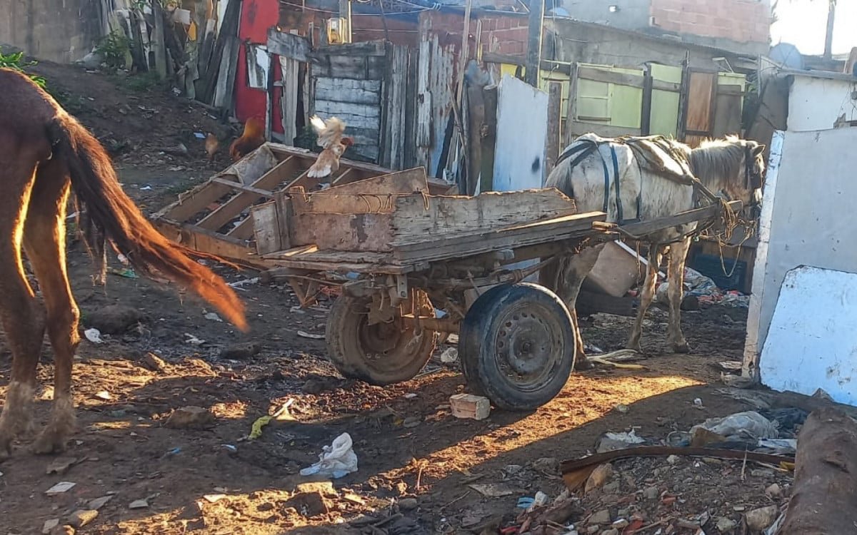 Dois cavalos resgatados após serem maltratados