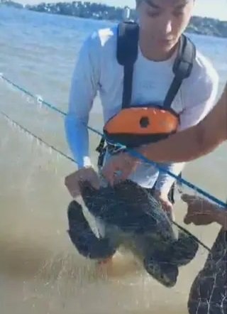 Mutirão em Niterói resgata 12 tartarugas presas em redes de pesca