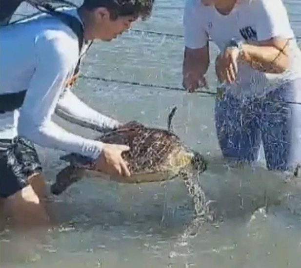 Mutirão realizado em Niterói resgata 12 tartarugas presas em redes de pesca