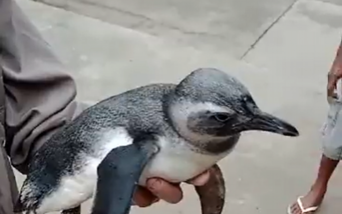 Pinguim é resgatado em praia da Ilha do Governador