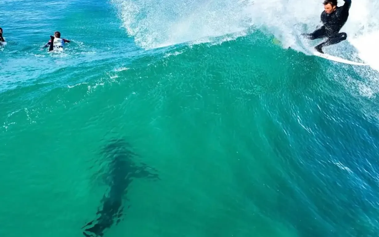 Surfistas levam susto com tubarão branco durante treinamento em Jeffrey's Bay