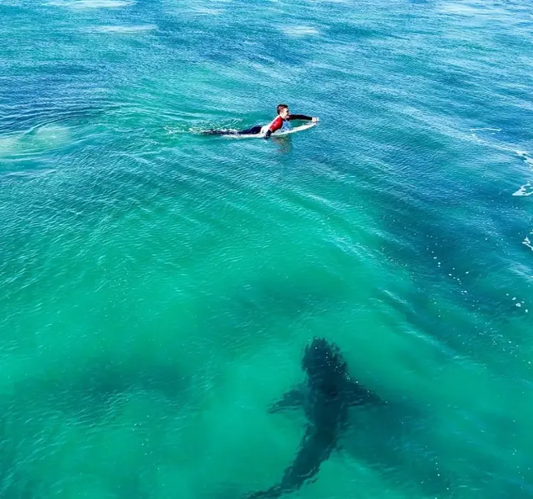 Surfistas levam susto com tubarão branco durante treinamento em Jeffrey's Bay