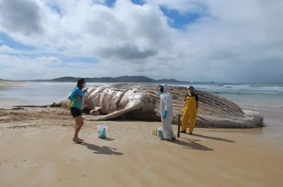 Uma baleia-jubarte encalhada em Cabo Frio é necropsiada no local