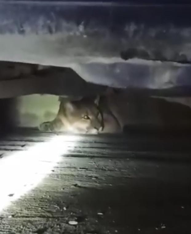 Onça encontrada em residência é capturada no fim da noite