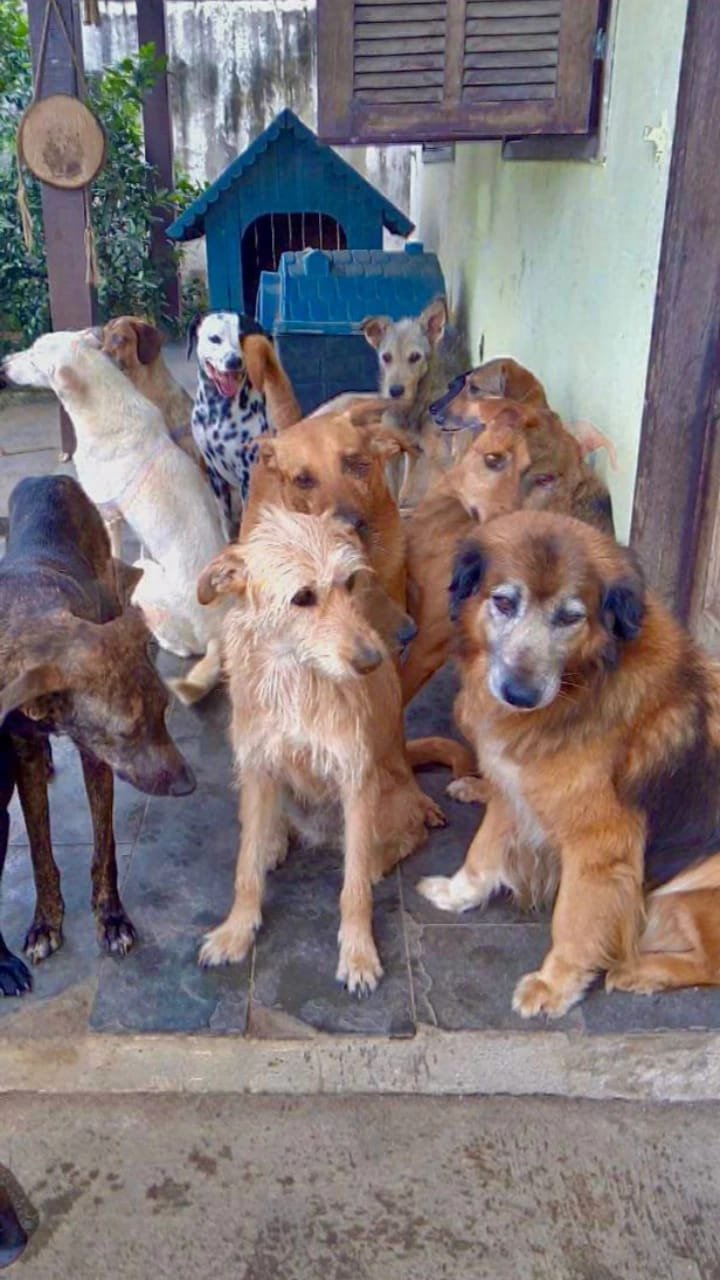 Protetores de Animais buscam meios de conseguir alimentar resgatados das ruas