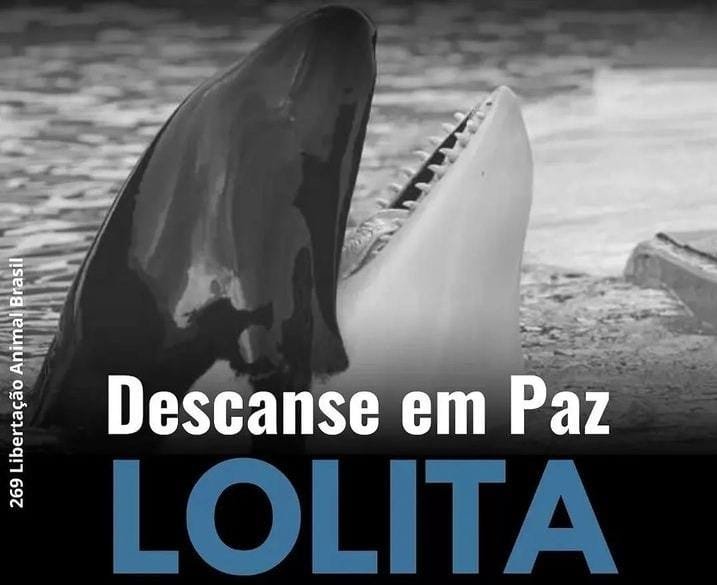 Após meio século em cativeiro, orca Lolita morre na última sexta-feira (18)