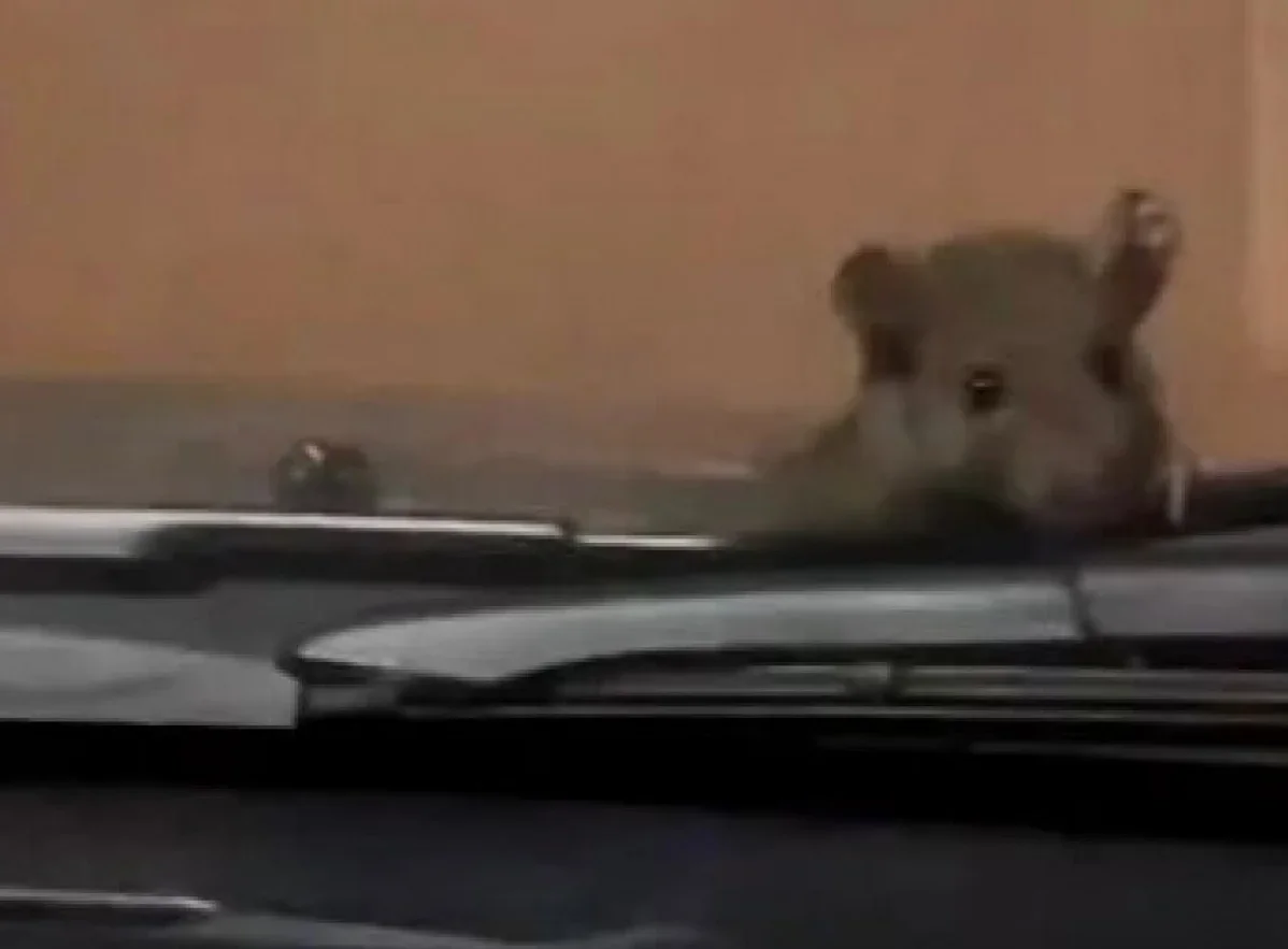 Mãe e filha se assustam com rato que escala carro em movimento