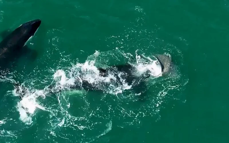 Orcas são flagradas se alimentando em praia de Arraial do Cabo