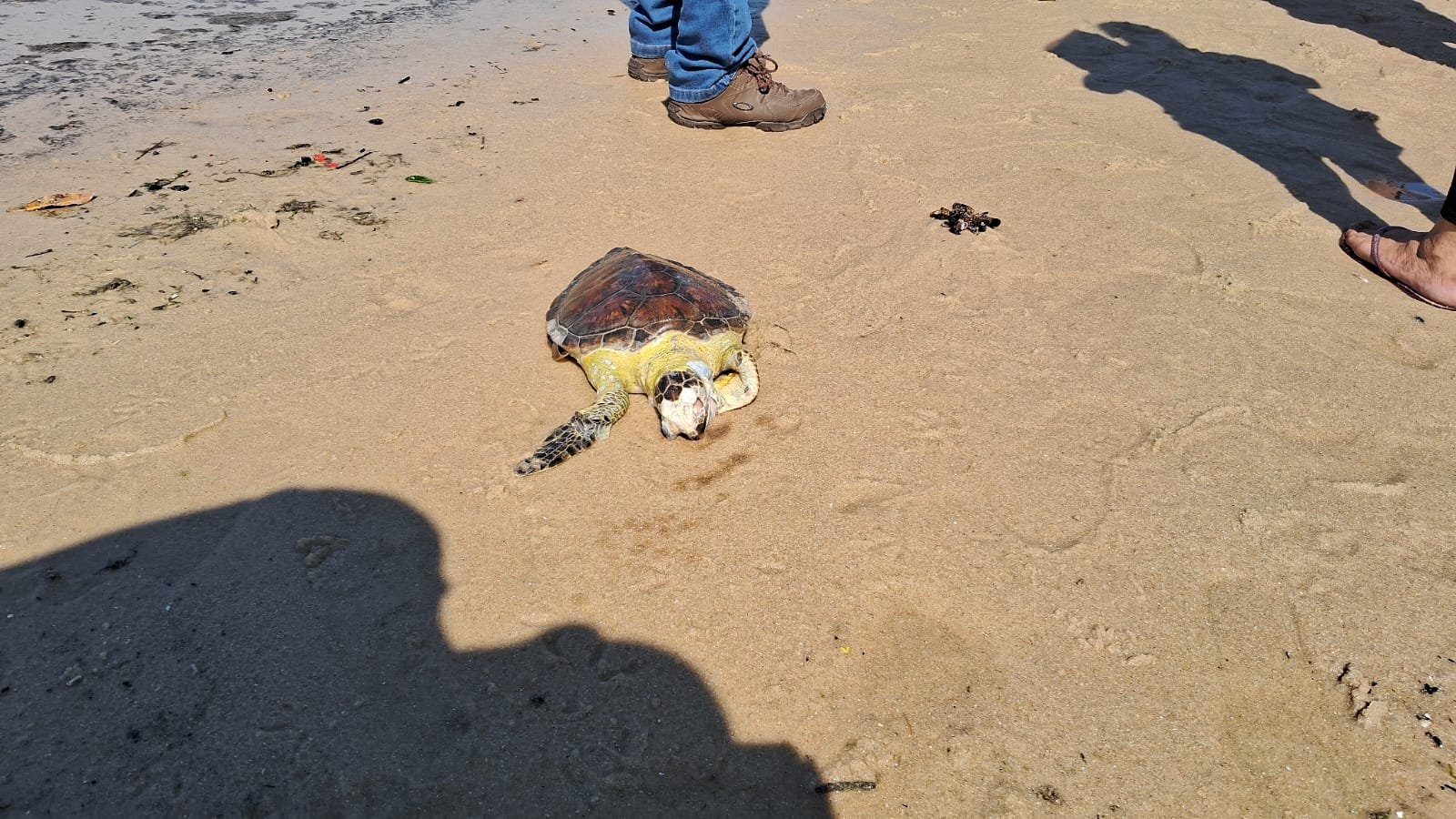 Tartaruga é encontrada morta na Lagoa de Itaipu