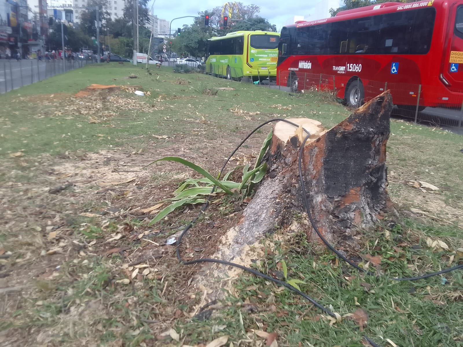 Vereador denuncia derubada de árvores em obra da Prefeitura no Centro de Niterói