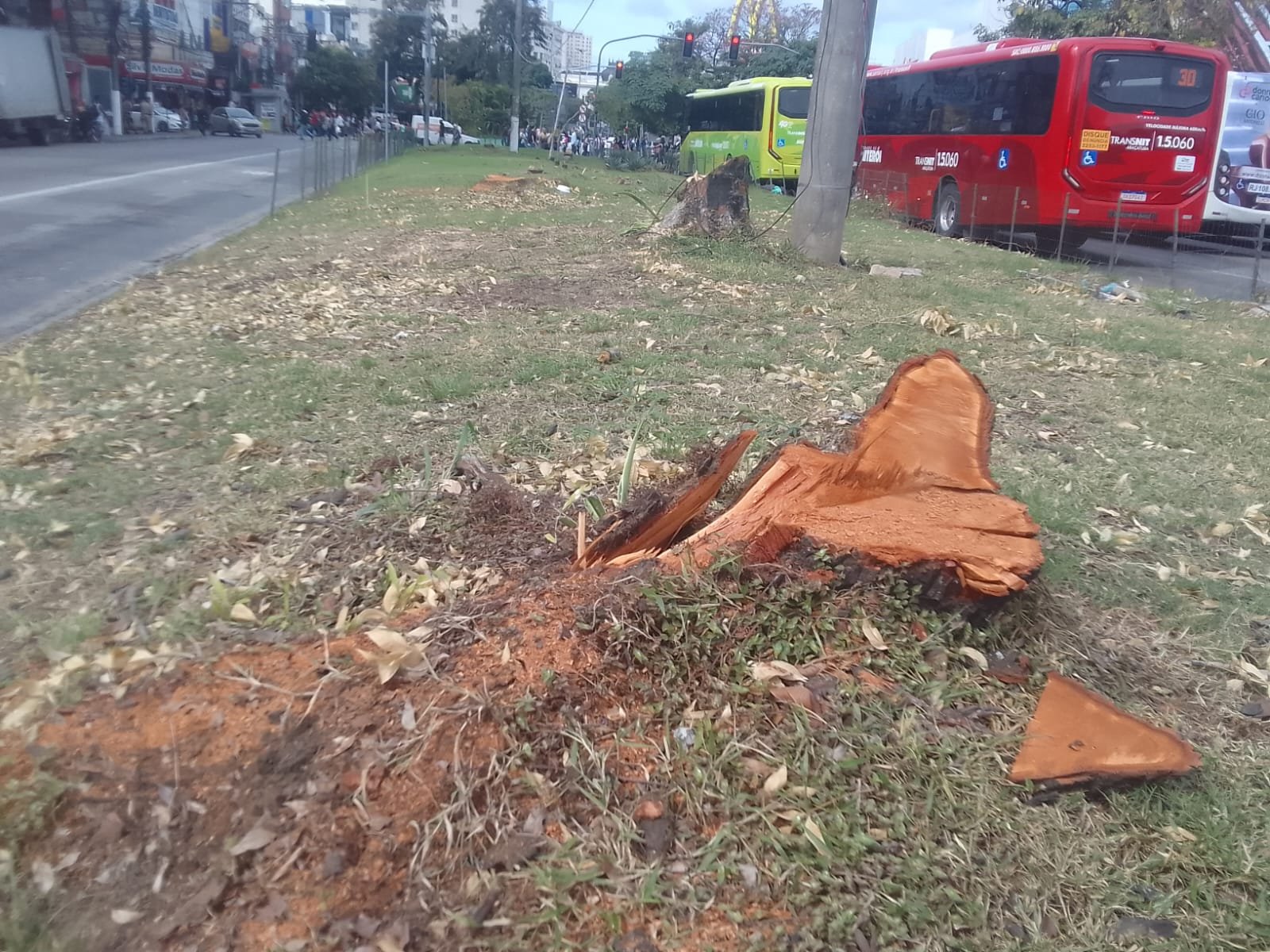 Vereador denuncia derubada de árvores em obra da Prefeitura no Centro de Niterói
