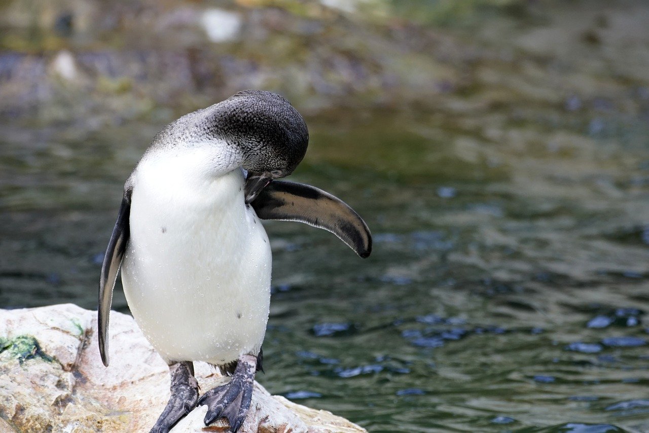 Pinguins que visitam litoral fluminense são chilenos e argentinos