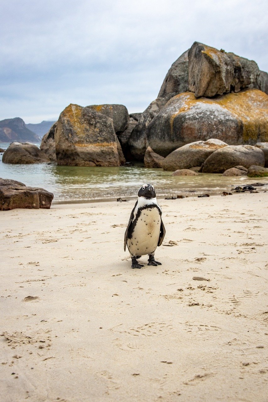 Pinguins que visitam litoral fluminense são chilenos e argentinos