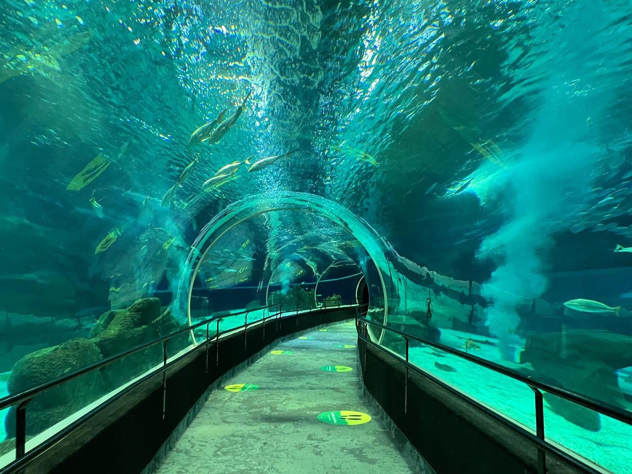 Dia dos Pais: AquaRio em promoção