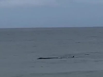 Baleias passeiam pela orla de Saquarema