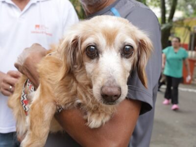 Campanha antirrábica animal começa em Niterói neste sábado