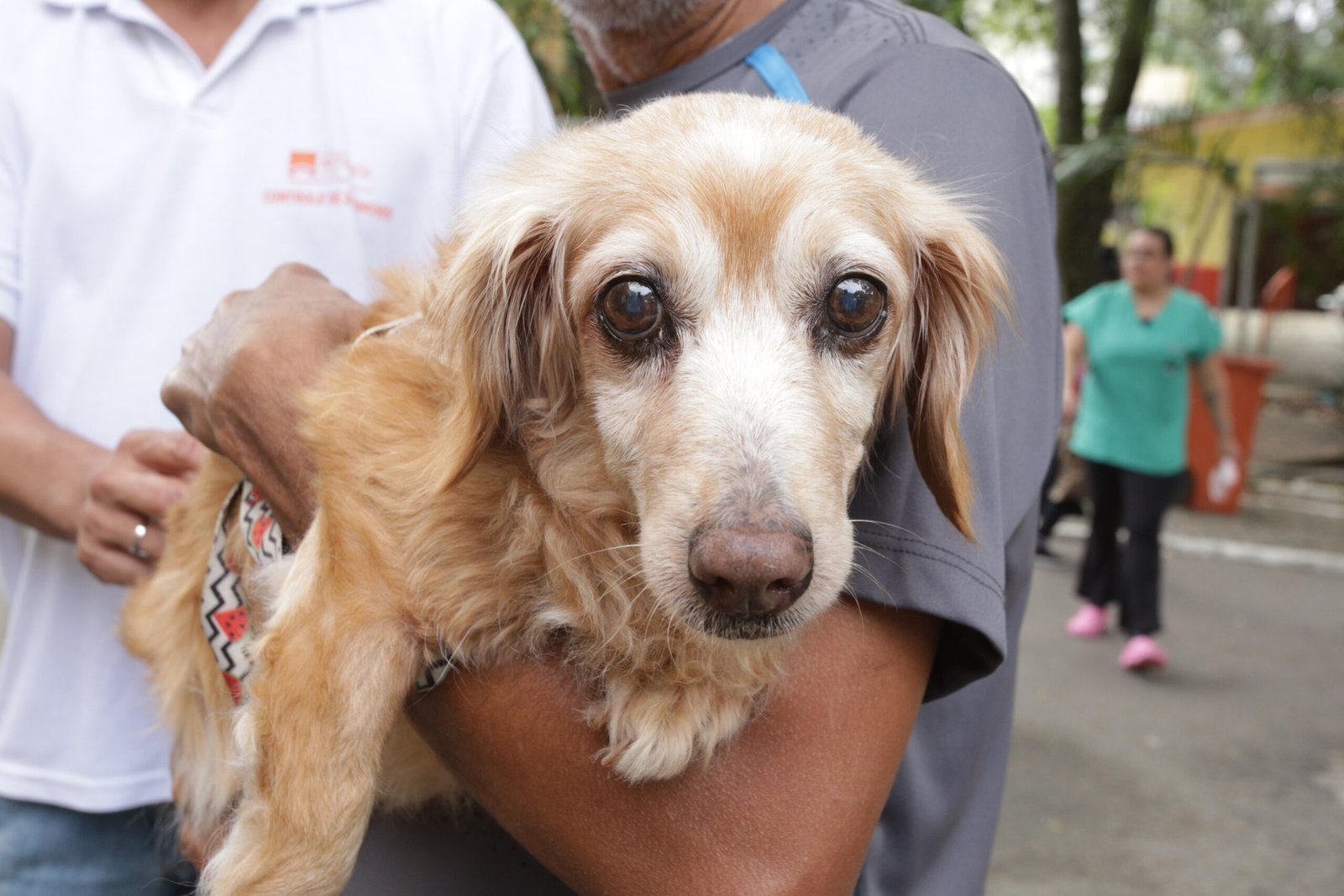 Campanha antirrábica animal começa em Niterói neste sábado