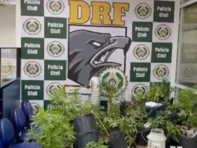 Homem é preso em casa com plantação de maconha
