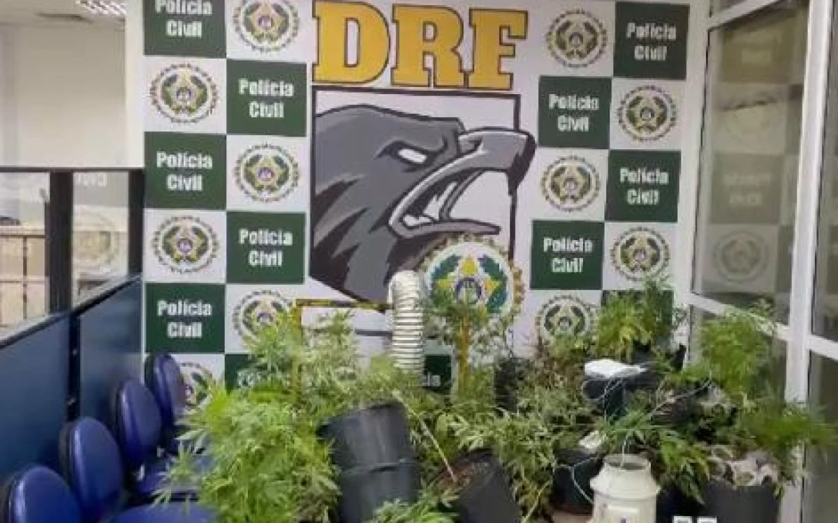 Homem é preso em casa com plantação de maconha