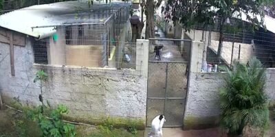 Instituição de apoio a animais em Maricá pede ajuda para reforma urgente dos canis