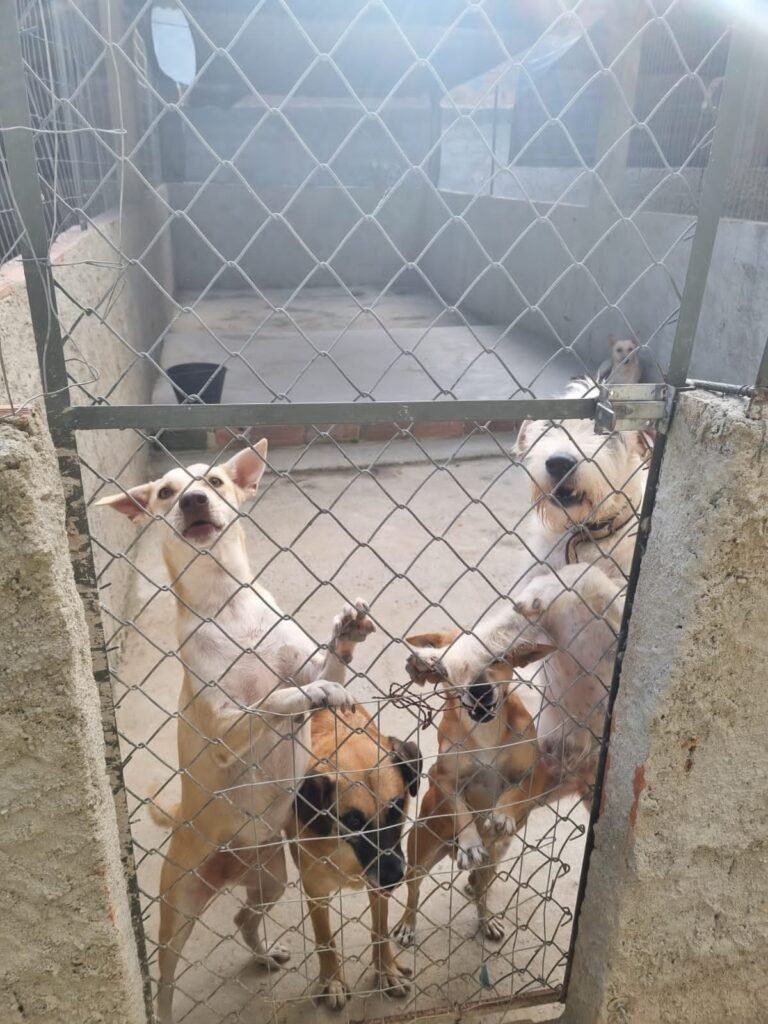 Instituição de apoio a animais em Maricá pede ajuda para reforma urgente dos canis