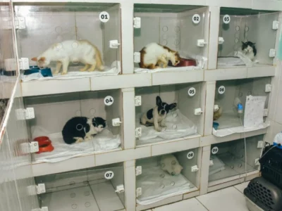 Itaboraí amplia castração gratuita de cães e gatos