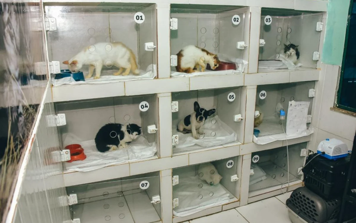Itaboraí amplia castração gratuita de cães e gatos