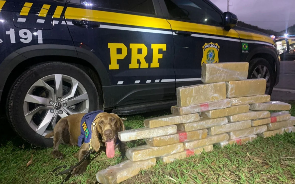 Jovem é flagrado com mais de 20kg de maconha em ônibus na Dutra