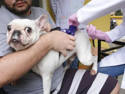 Niterói inicia campanha de vacinação antirrábica animal