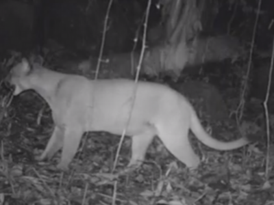 Onça-parda é flagrada em Maricá