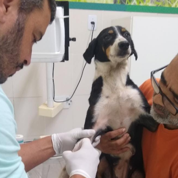 Saquarema abre pré-cadastro para castração de cães e gatos