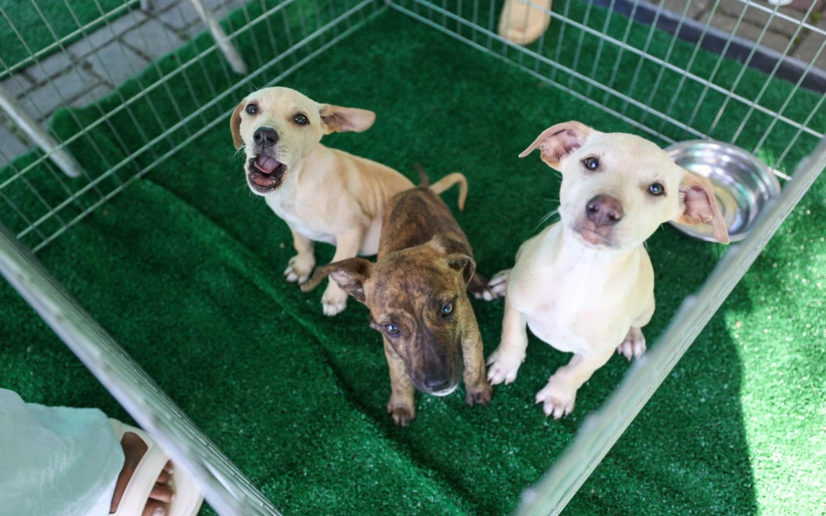 Saquarema ganha banco de ração para animais domésticos