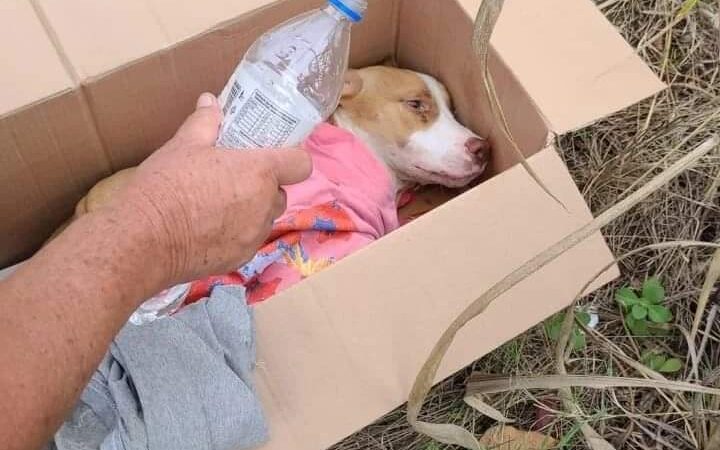 Segunda Chance: educação animal e ambiental deve ser obrigatória nas escolas