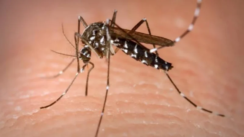 Dengue ou gripe? Aprenda a diferenciar os sintomas