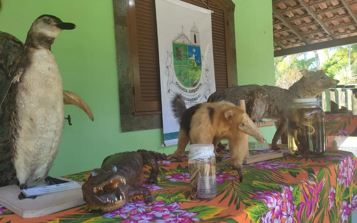 Exposição itinerante de animais silvestres é inaugurada em Saquarema