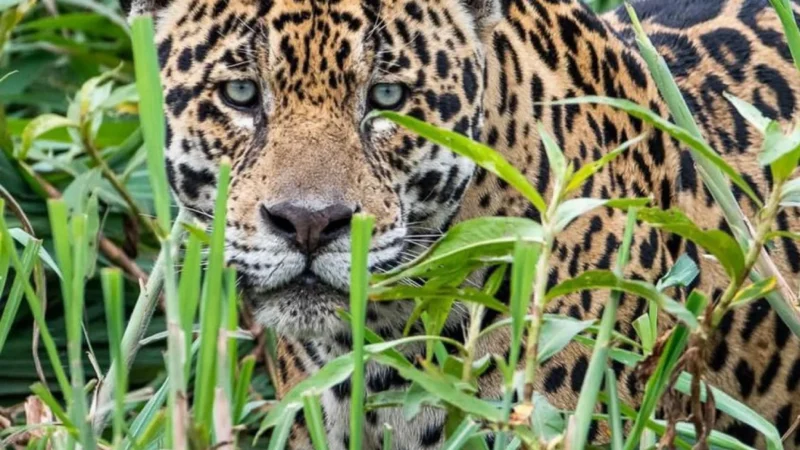 Pantanal em chamas: incêndio ameaça paraíso das onças-pintadas