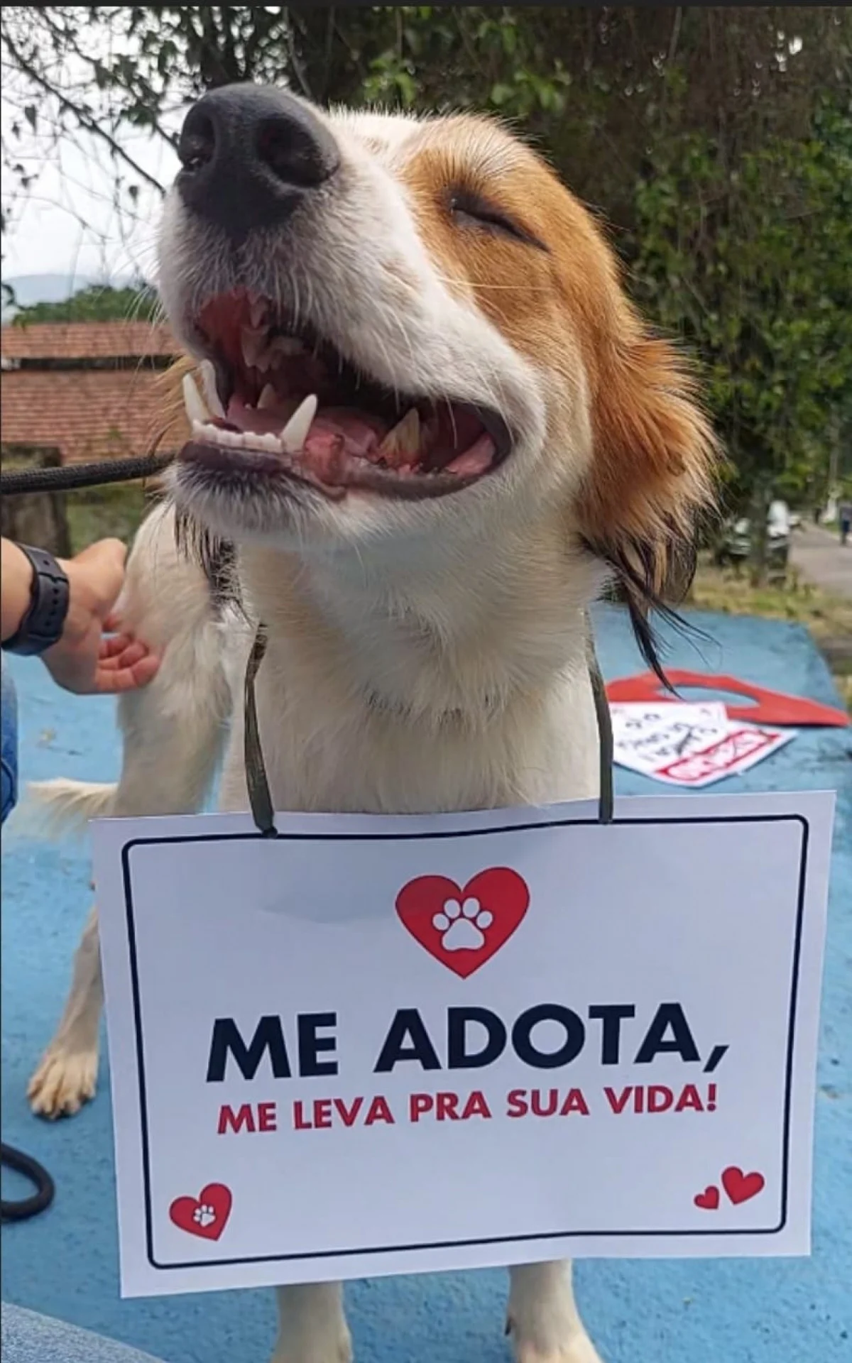 Adote um animal resgatado: Prefeitura do Rio promove live