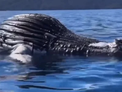 Baleia jubarte é encontrada morta no mar de Angra